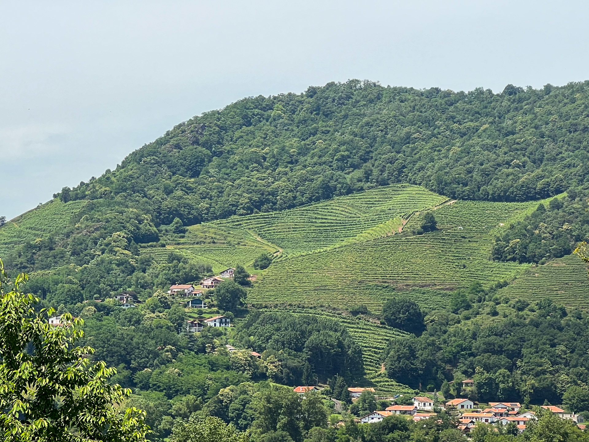 Pays-Basque vignes AOP Irouléguy Pyrénées